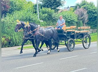 Warmblood pesado, Caballo castrado, 3 años, 164 cm, Negro