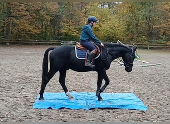 Warmblood pesado, Caballo castrado, 3 años, 164 cm, Negro