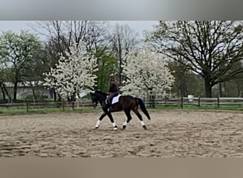 Warmblood pesado, Caballo castrado, 3 años, 165 cm, Castaño
