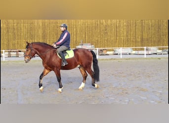 Warmblood pesado Mestizo, Caballo castrado, 3 años, 165 cm, Castaño