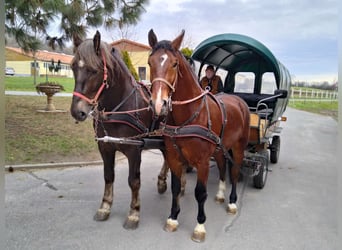 Warmblood pesado, Caballo castrado, 3 años, 165 cm, Castaño