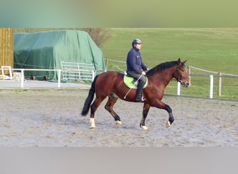 Warmblood pesado Mestizo, Caballo castrado, 3 años, 165 cm, Castaño