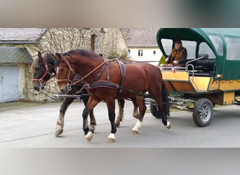 Warmblood pesado, Caballo castrado, 3 años, 165 cm, Castaño