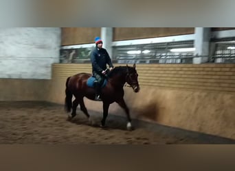 Warmblood pesado Mestizo, Caballo castrado, 3 años, 165 cm, Castaño