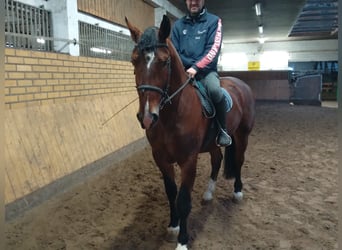 Warmblood pesado, Caballo castrado, 3 años, 165 cm, Castaño