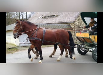 Warmblood pesado, Caballo castrado, 3 años, 165 cm, Castaño