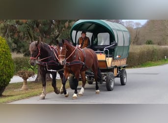 Warmblood pesado, Caballo castrado, 3 años, 165 cm, Castaño