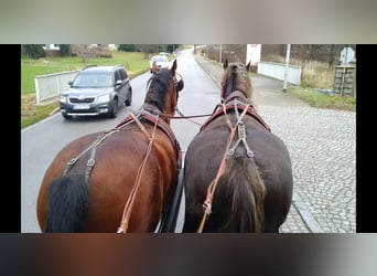 Warmblood pesado, Caballo castrado, 3 años, 165 cm, Castaño