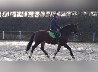 Warmblood pesado Mestizo, Caballo castrado, 3 años, 165 cm, Castaño