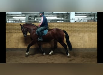 Warmblood pesado, Caballo castrado, 3 años, 165 cm, Castaño