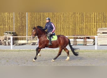 Warmblood pesado Mestizo, Caballo castrado, 3 años, 165 cm, Castaño