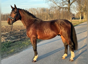 Warmblood pesado, Caballo castrado, 3 años, 165 cm, Castaño