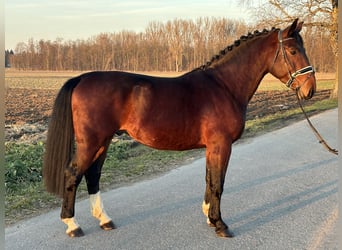 Warmblood pesado, Caballo castrado, 3 años, 165 cm, Castaño