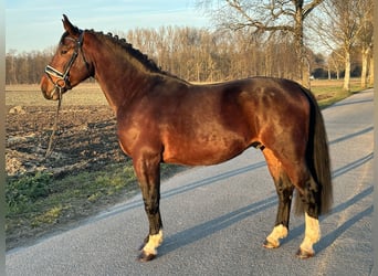 Warmblood pesado, Caballo castrado, 3 años, 165 cm, Castaño