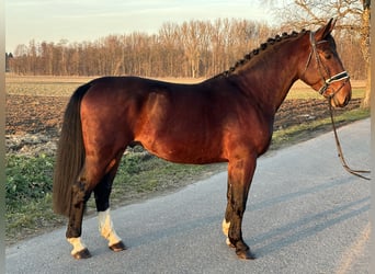 Warmblood pesado, Caballo castrado, 3 años, 165 cm, Castaño