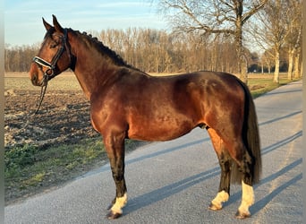 Warmblood pesado, Caballo castrado, 3 años, 165 cm, Castaño