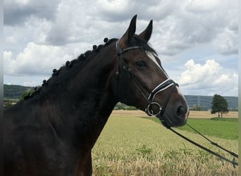 Warmblood pesado, Caballo castrado, 3 años, 165 cm, Castaño oscuro