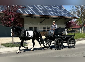 Warmblood pesado, Caballo castrado, 3 años, 165 cm, Castaño oscuro