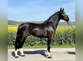 Warmblood pesado, Caballo castrado, 3 años, 165 cm, Castaño oscuro