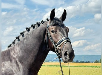 Warmblood pesado, Caballo castrado, 3 años, 165 cm, Negro