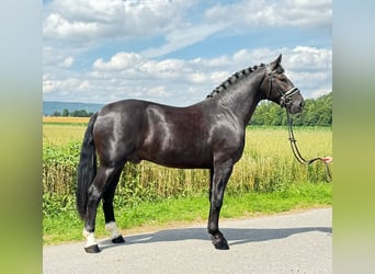 Warmblood pesado, Caballo castrado, 3 años, 165 cm, Negro