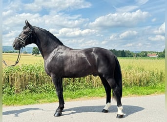 Warmblood pesado, Caballo castrado, 3 años, 165 cm, Negro