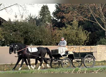 Warmblood pesado, Caballo castrado, 3 años, 165 cm, Negro