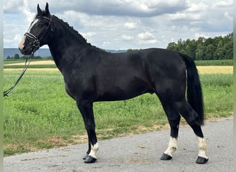Warmblood pesado, Caballo castrado, 3 años, 165 cm, Negro
