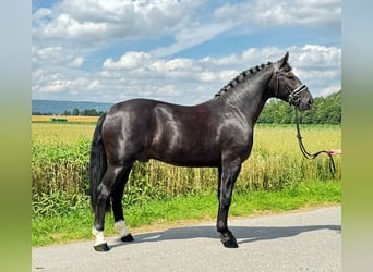 Warmblood pesado, Caballo castrado, 3 años, 165 cm, Negro