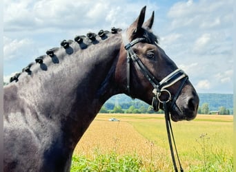 Warmblood pesado, Caballo castrado, 3 años, 165 cm, Negro