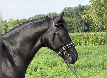 Warmblood pesado, Caballo castrado, 3 años, 165 cm, Negro
