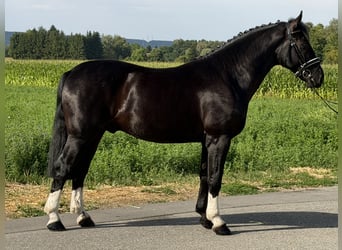 Warmblood pesado, Caballo castrado, 3 años, 165 cm, Negro