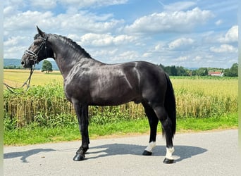 Warmblood pesado, Caballo castrado, 3 años, 165 cm, Negro