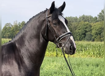 Warmblood pesado, Caballo castrado, 3 años, 165 cm, Negro