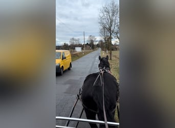 Warmblood pesado, Caballo castrado, 3 años, 165 cm, Negro