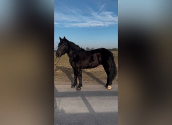 Warmblood pesado, Caballo castrado, 3 años, 165 cm, Negro