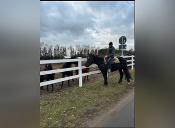 Warmblood pesado, Caballo castrado, 3 años, 165 cm, Negro