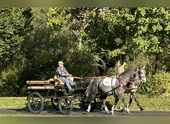 Warmblood pesado, Caballo castrado, 3 años, 165 cm, Tordo