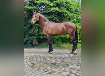 Warmblood pesado, Caballo castrado, 3 años, 166 cm, Castaño