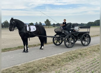 Warmblood pesado, Caballo castrado, 3 años, 166 cm, Castaño oscuro