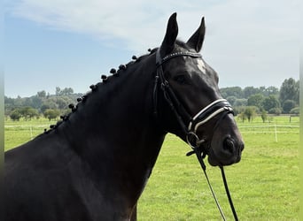 Warmblood pesado, Caballo castrado, 3 años, 166 cm, Castaño oscuro