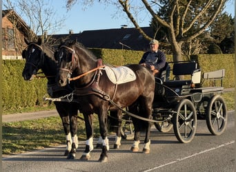 Warmblood pesado, Caballo castrado, 3 años, 166 cm, Negro