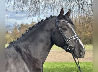 Warmblood pesado, Caballo castrado, 3 años, 166 cm, Negro