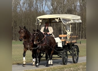Warmblood pesado, Caballo castrado, 3 años, 167 cm, Castaño