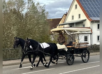 Warmblood pesado, Caballo castrado, 3 años, 167 cm, Negro