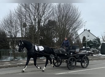 Warmblood pesado, Caballo castrado, 3 años, 167 cm, Negro