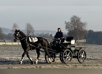 Warmblood pesado, Caballo castrado, 3 años, 167 cm, Negro