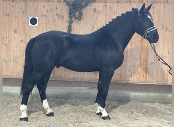 Warmblood pesado, Caballo castrado, 3 años, 167 cm, Negro