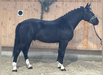 Warmblood pesado, Caballo castrado, 3 años, 167 cm, Negro