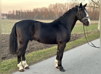 Warmblood pesado, Caballo castrado, 3 años, 167 cm, Negro